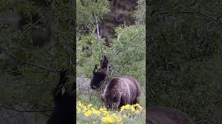 Wildlife Photography-Grizzly Bear & Cubs -Jackson Hole/Tetons/Yellowstone #best #shorts #wildlife