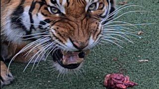 This Tiger has an angry side!