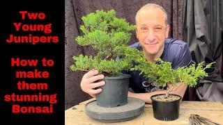 Young Junipers for Bonsai How to transform young junipers into stunning bonsai