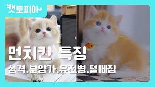 [고양이 품종] 먼치킨 고양이 특징 총정리