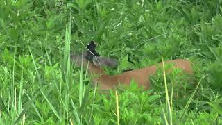 Birds feedings on a deer #shorts Symbiosis relationship