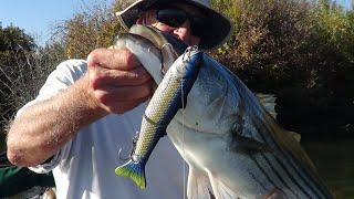 GLIDING INTO FALL ... DELTA STRIPERS!