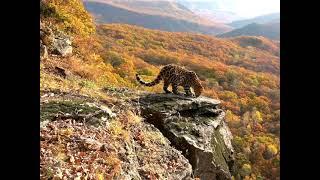 New Amur leopards has been captured in Leopard Land NP