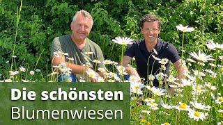 Die schönsten Blumenwiesen