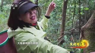 《生财有道》 20250523 高黎贡山寻山珍 香蕈背篓藏风物 |  财经风云