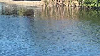 Baby alligator Cape Coral Florida