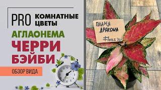 Растение простое в уходе: Аглаонема Черри Бэйби - вишневый пирожок. Обзор сорта.