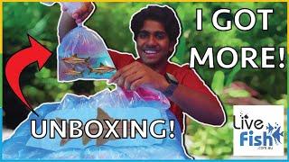 I waited YEARS to get these fish! - Unboxing 20 Endangered Torpedo Barb Fish!