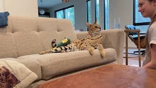 Chloe the Serval gets a new toy!