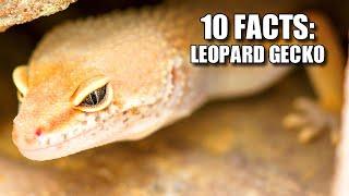 Obscure Facts: LEOPARD GECKO  (10 Facts You've NEVER HEARD!)