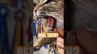 Are they the real teeth? #taxidermy #bobcat #cat #animals