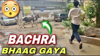 Qurbani Ke Waqt Heavy Bachra Bhaag Gaya !! 