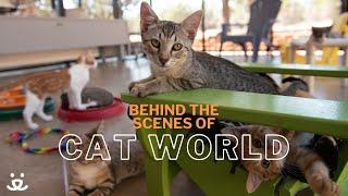 Welcome to Cat World at Best Friends Animal Sanctuary