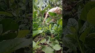 chào buổi sáng cùng em xuống vườn hái rau nhé.