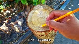 砍树后，为什么树桩又发芽了？如何正确的杀树？毒药抹在哪里最有效？ 树干的结构是什么？