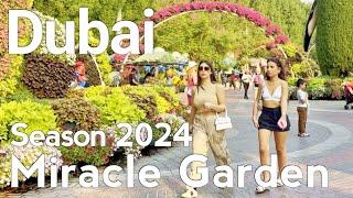 Dubai [4K] Amazing Dubai Miracle Garden, Season 2024 Walking Tour 