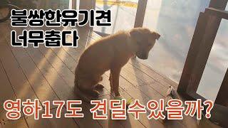 불쌍한유기견 산중은영하17도 견딜수있을까? 들개가되는과정