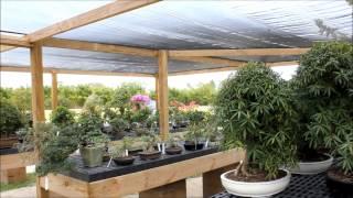 Wigerts Bonsai Nursery - North Fort Myers , Florida U.S.A. by Brasspineapple Productions