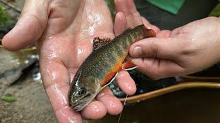 Small Stream Trout Fishing on the BLUE RIDGE PARKWAY