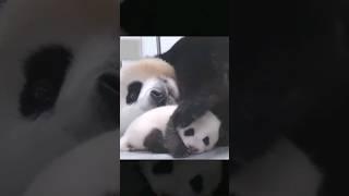 Baby Panda FuBao #fubao #panda #熊猫 ＃福宝 #adorablepanda #animals