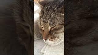 Funny cats |Barsik is resting on the balcony| #cats #shorts