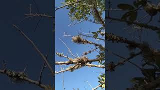 #calming #nature #calm #outside #windy #wind #bird #birdsounds #naturesounds #branches #bluesky