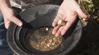 Gold Panning at Gold Creek from Juneau, Alaska