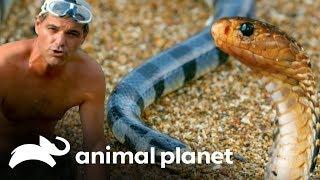 As serpentes mais venenosas do mundo! | Perdido no Sudeste Asiático | Animal Planet Brasil