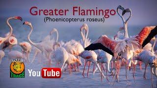 These Flamingos Have Sweet Dance Moves | Sri Lanka | Wildlife | WILD trace