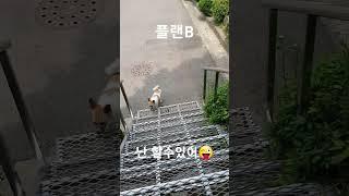 #난괜찮아 #할수있어 #플랜b #절세미견