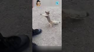 Watch This Thirsty Squirrel's Heartwarming Drink! "