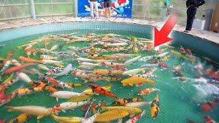 Can I Pick the Most Expensive Koi Fish in Japan?