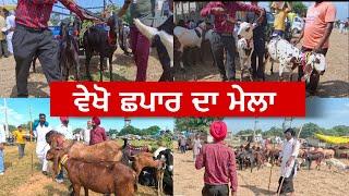 ਵੇਖੋ ਛਪਾਰ ਦਾ ਮੇਲਾ | Chapar da mela | punjab de mele #chapardamela #goats