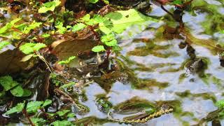 駿河平自然公園