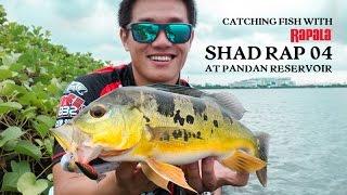 How To Use The Rapala Shad Rap 04 At Pandan Reservoir