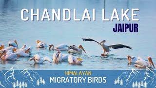 Migratory Birds in Chandlai Lake Jaipur | Famous Lake of Jaipur