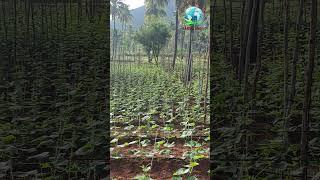 Discover the Magic of Greenery @-MOTHEREARTHFARMLANDS | Mother Earth | grow vegetables in our land