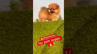 # Bk pet Zone # Toy male puppy for sale (8920196052)