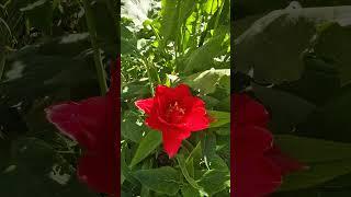 Летнее настроение #Лето#ЛетнийОтдых#Солнце#Жара#Счастье#Семья