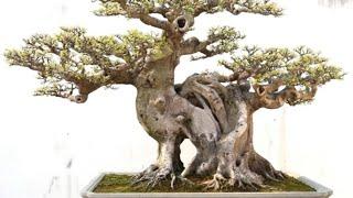 China National Penjing Collectors’ Exhibition part 6 || vtv bonsai thieu hau