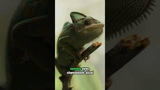 Chameleon Wonders: Unlocking the Secrets of Colorful Adaptations | Zootopia Planet