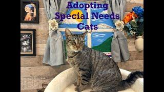 FurKids Special Needs Adoptions Video: Your Questions Answered About Adopting FELV or  FIV+ Cats.