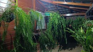 I filmed my balcony at night, huge foliage!