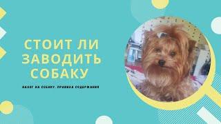 Стоит ли заводить собаку в Швейцарии | собачий налог | моя Швейцария