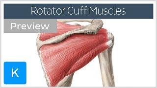 Rotator cuff muscles overview (preview) - Human Anatomy | Kenhub