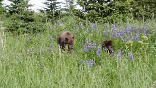 Bear Cubs Playing in Lupine Flowers