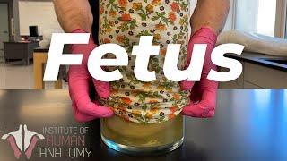 The Mysteries of The Human Fetus Explained!