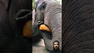 Hati kumro khai #animals #elephant #cute #tranding #hathi #ytshorts #virel video #short