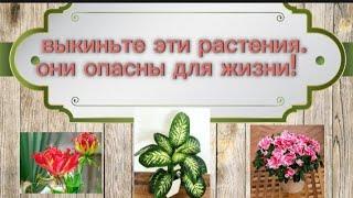 Растения которые опасно выращивать в доме! #растения #цветы #ядовитый  #опасно #огородныйклапон