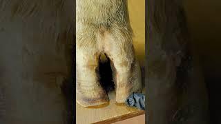 Длина рогового чехла #ветеринар #корова #ферма #hooftrimming #hoof #сельскоехозяйство #копыта #крс